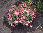 Fuchsie