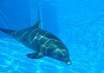 Delfin