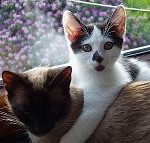Katzen