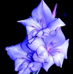 527799_R_K_B_by_Fabian Forban_pixelio.de
