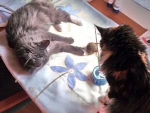 Main Coon