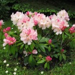 Rhododendron