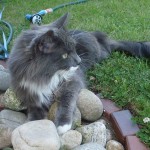 Unser Kater